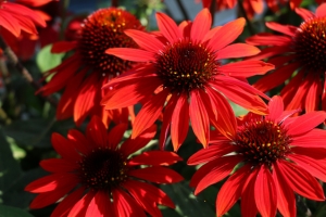 Echinacea 'Sombrero Sangrita' 